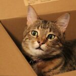 why do cats chew on cardboard