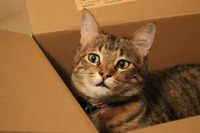 why do cats chew on cardboard