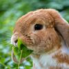 can-rabbits-eat-radishes