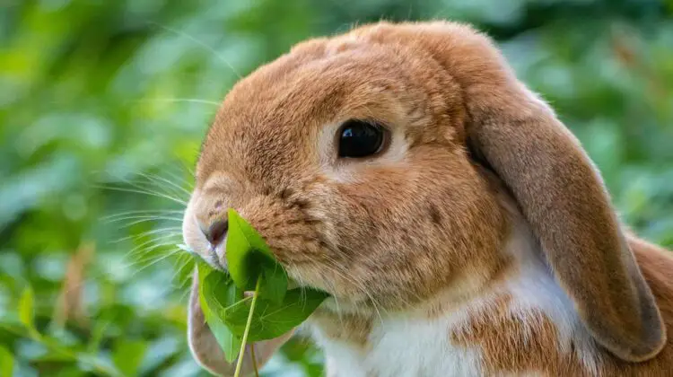 can-rabbits-eat-radishes