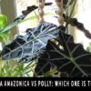 Alocasia Amazonica vs Polly