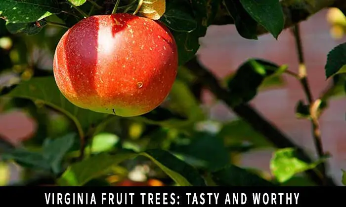 Virginia Fruit Trees: Tasty and Worthy