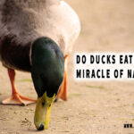 Do Ducks Eat Frogs