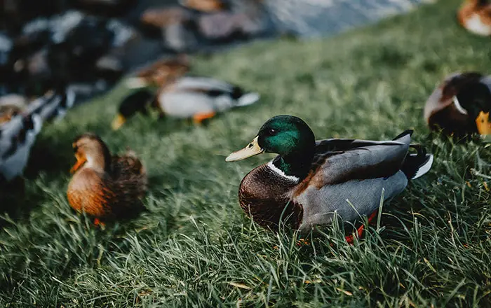 Mallard-ducks-bestdevlife