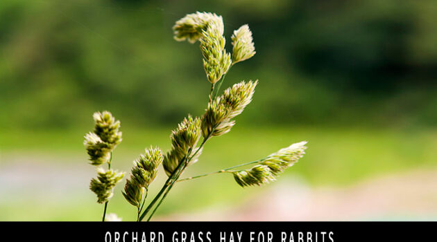 Orchard Grass Hay for Rabbits
