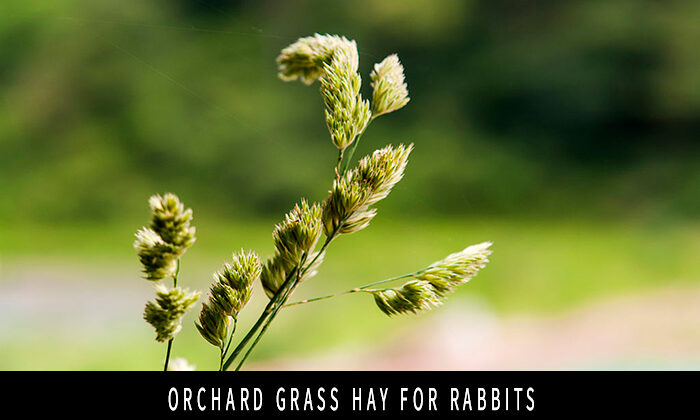 Orchard Grass Hay for Rabbits