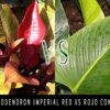 Philodendron Imperial Red vs Rojo Congo 