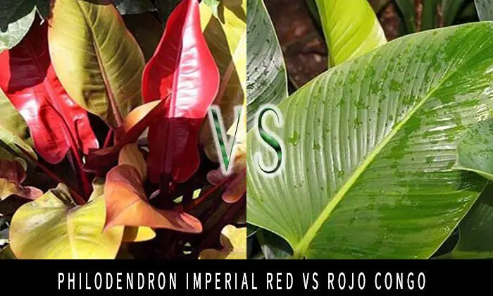 Philodendron Imperial Red vs Rojo Congo 