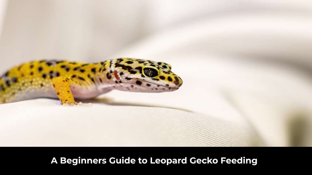 Leopard Gecko Feeding