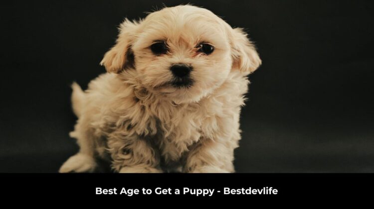 Best Age to Get a Puppy