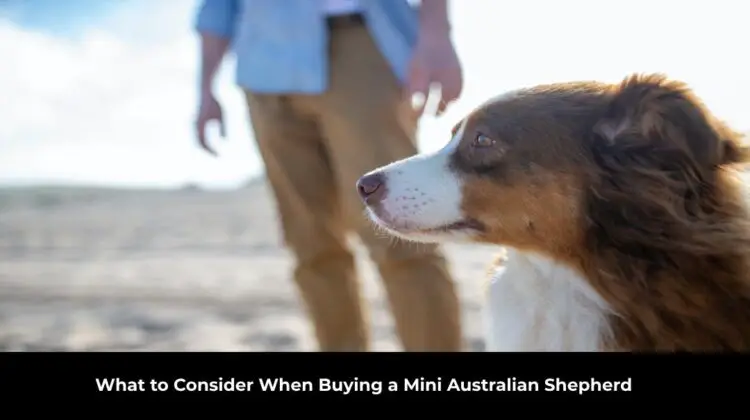 Buying a Mini Australian Shepherd