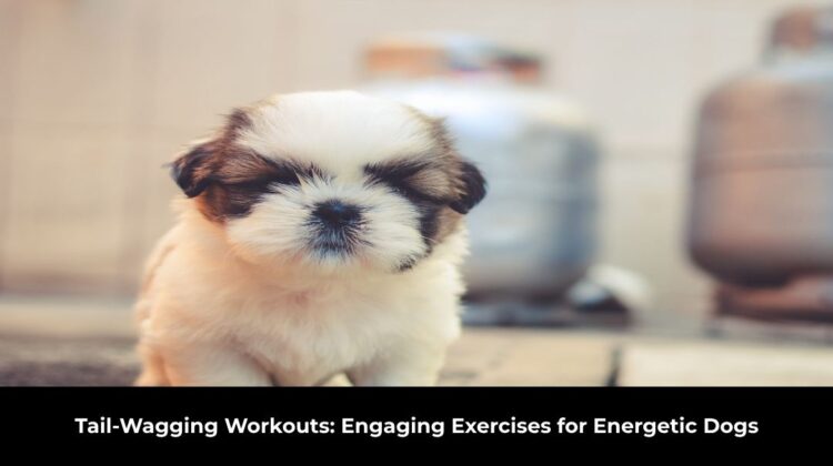 Tail-Wagging Workouts