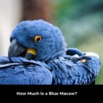 How Much Is a Blue Macaw?