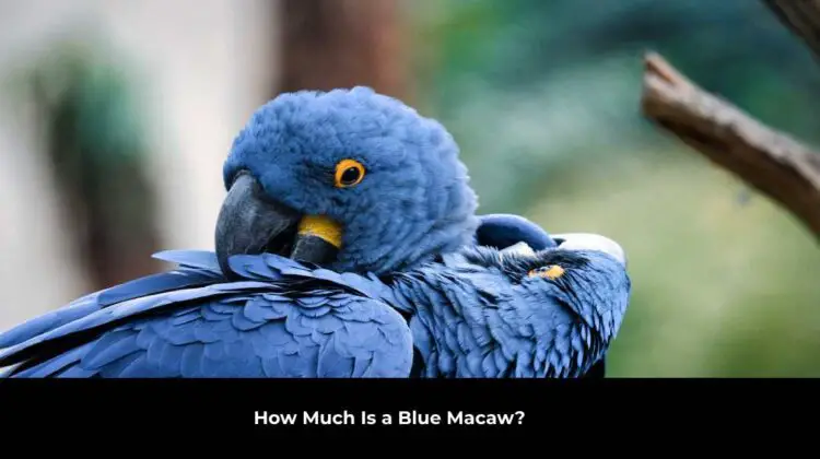 How Much Is a Blue Macaw?