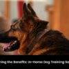 Home Dog Training Services