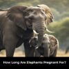 How Long Are Elephants Pregnant For?