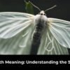 White Moth Meaning