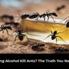 Does Rubbing Alcohol Kill Ants?
